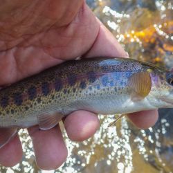Cataloochee Palmer Creek Rainbow Trout