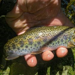 Cataloochee NC Rainbow Trout on Dry Fly