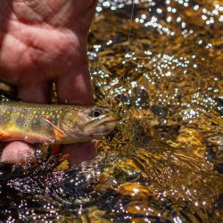 Cataloochee Brook Trout
