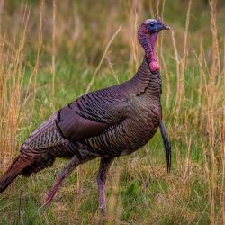 Wild Turkey