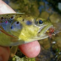 Brown Trout Cataloochee