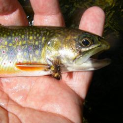 Brook Trout Cataloochee