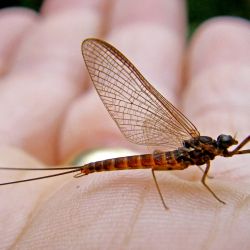 Hendrickson Mayfly Spinner