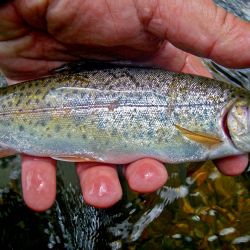 Wild Rainbow Trout North Carolina