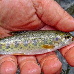 Wild Rainbow Trout North Carolina