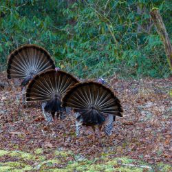 Wild Turkeys Cataloochee