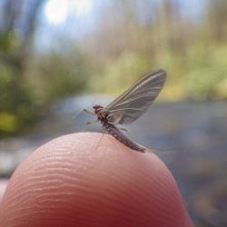 March Brown Mayfly North Carolina