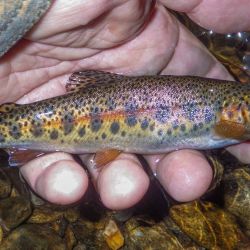 Fly Fishing NC Rainbow Trout