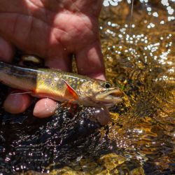 Wild Brook Trout NC Cataloochee