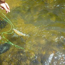 Wild Rainbow Trout