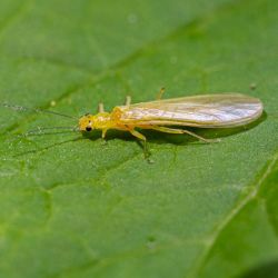 Little Yellow Stonefly 