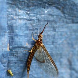 Ephemeroptera