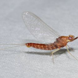 Hendrickson Mayfly