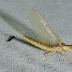 Burrowing Mayfly