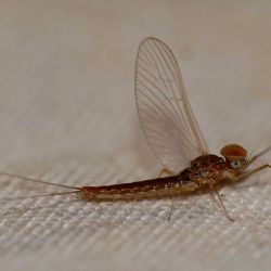 Callibaetis Mayfly