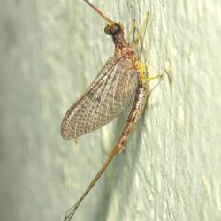 Burrowing Mayfly