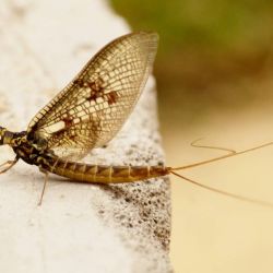 Hexagenia Mayfly