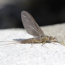 Hendrickson Mayfly