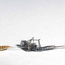 Hatching Mayfly