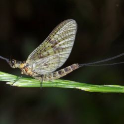 Hexagenia Mayfly
