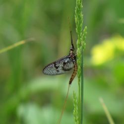 Hexagenia Mayfly