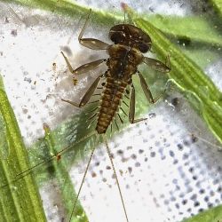 Mayfly Nymph