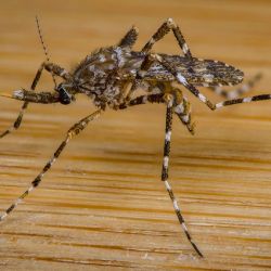 Aedes Alternans
