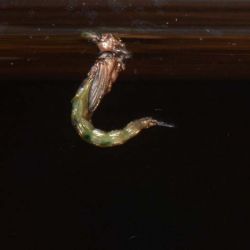 Chironomid Pupa