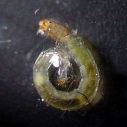 Midge Larvae
