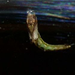Chironomid Pupa