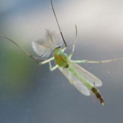 Adult Midge