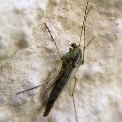 Adult Midge