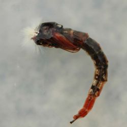 Chironomid Pupa