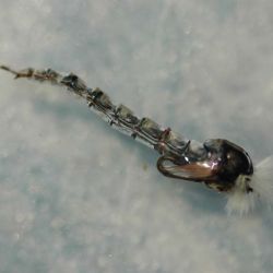 Chironomid Pupa