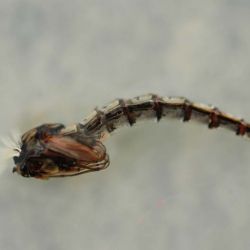 Chironomid Pupa