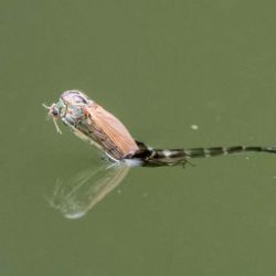 Midge Hatching