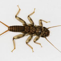 Stonefly Nymph