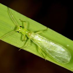 Alloperla