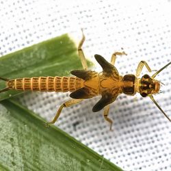 Stonefly Nymph