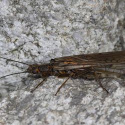 Salmon Fly