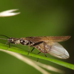 Laying Eggs