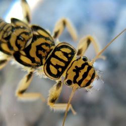 Agnetina Flavescens Nymph