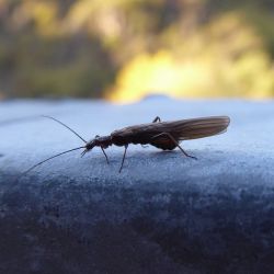 Black Stonefly
