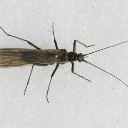 Winter Stonefly