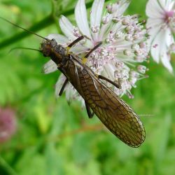 Plecoptera