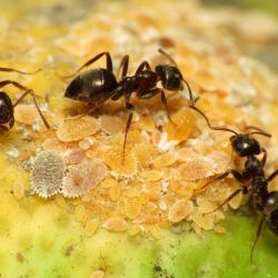 Black Ant