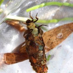 Cased Caddis Larva