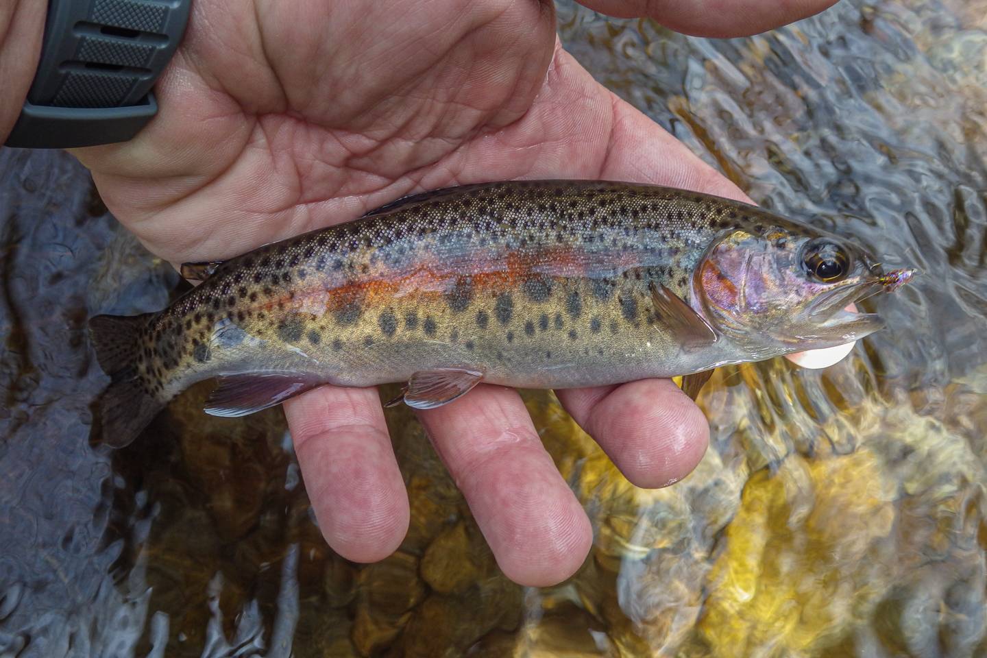 Henderson County NC Trout Streams
