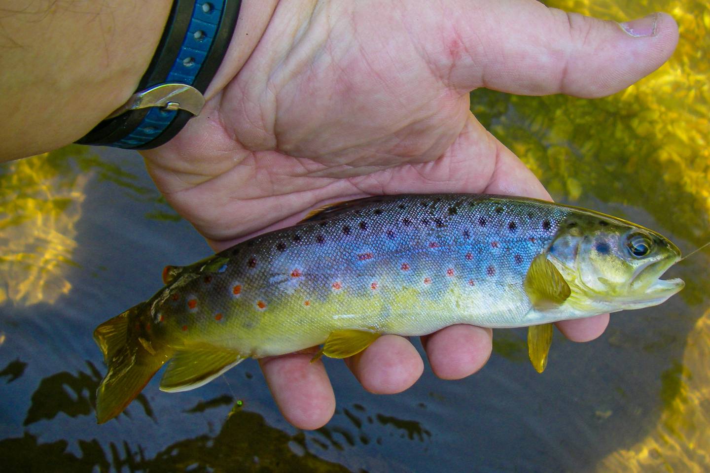 Fly Fishing Upper Creek Falls Pisgah NF