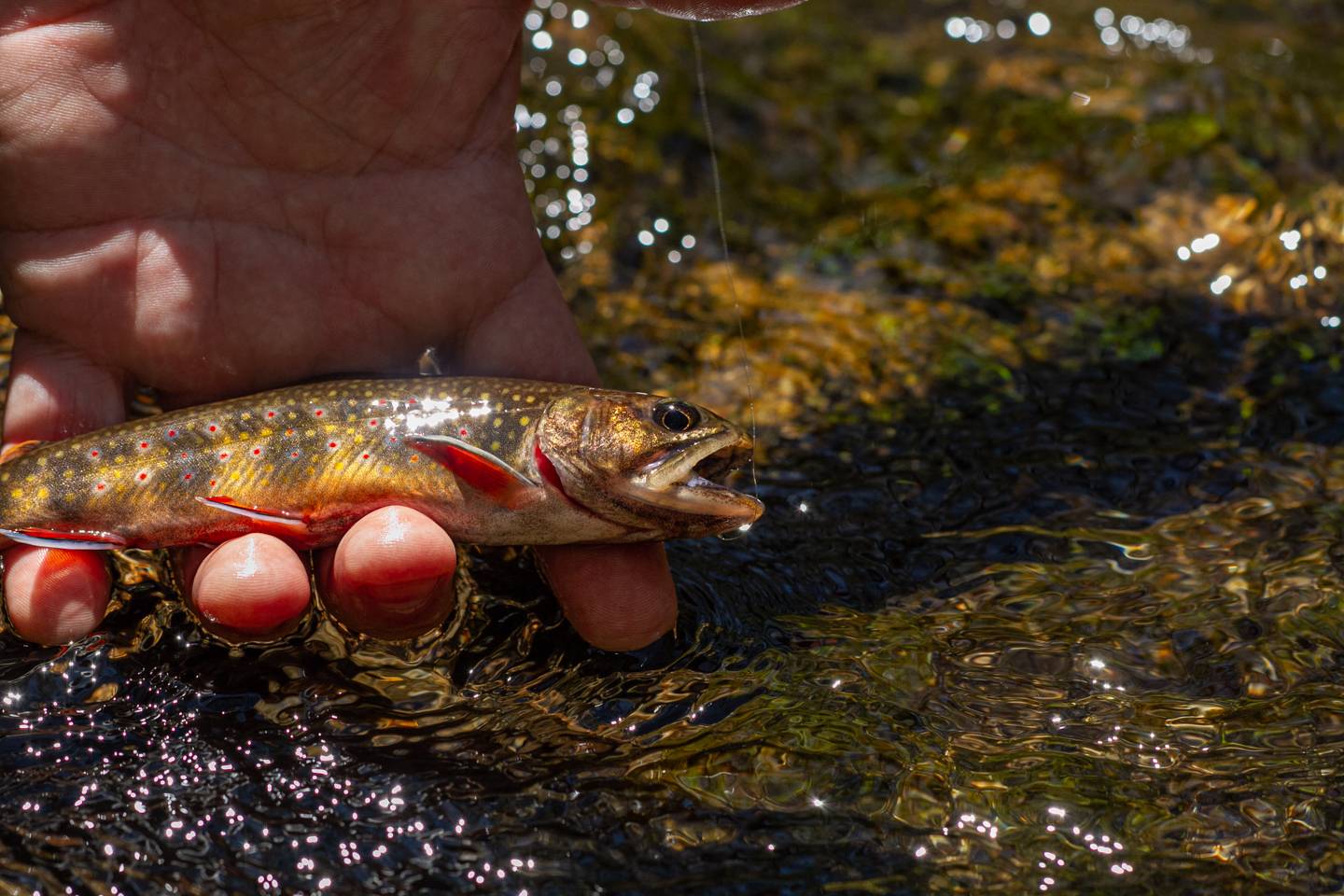 Fly Fishing Cataloochee